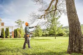 Reliable Clare, MI Tree Care Solutions