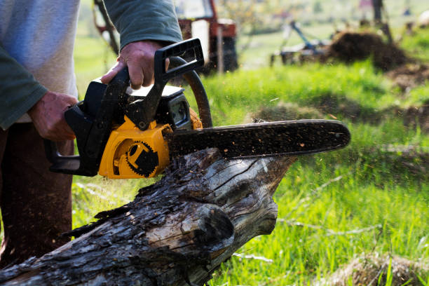 Best Tree Disease Treatment  in Clare, MI